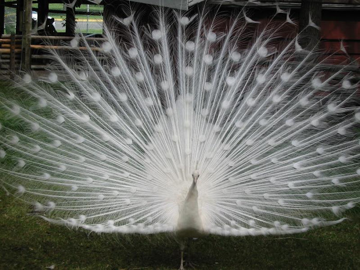 White Peacock - Beautiful Photo Collection...